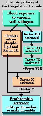 Diagram of the Intrinsic Pathway
