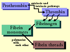 Diagram of Fibrin Conversion
