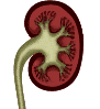 kidney