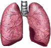 lungs