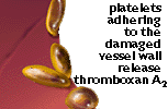 Platelets adhering to vessel wall