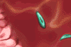 fibroblast migration